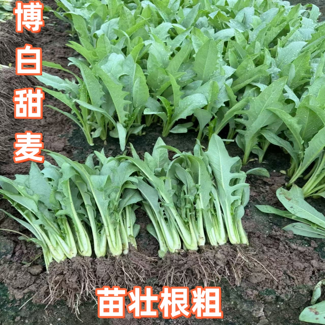 正宗广西博白甜麦菜苗带泥发货阳台庭院楼顶盆栽软口甜嫩四季种植