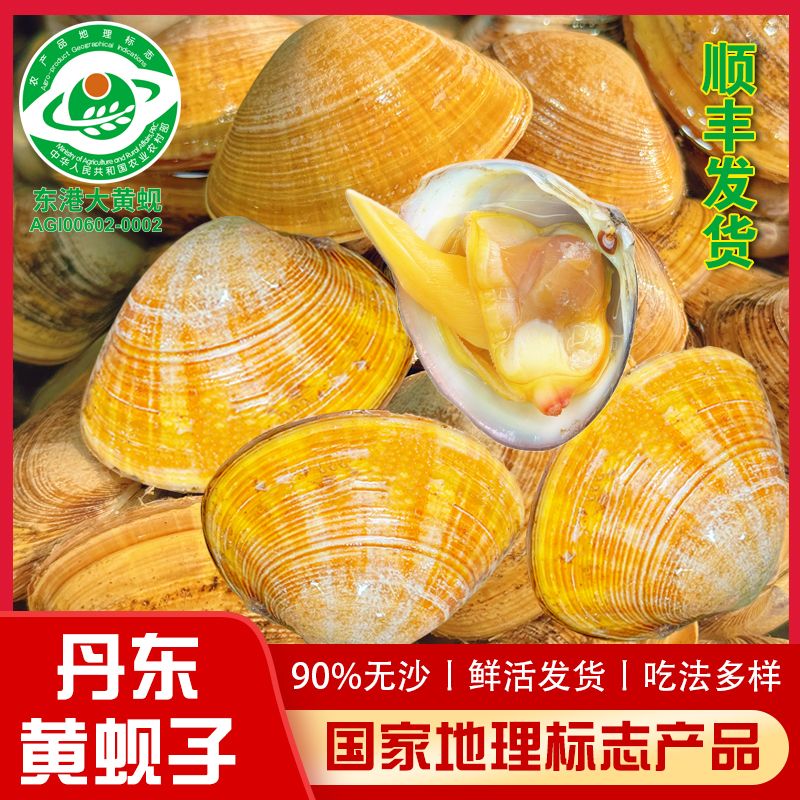【保鲜保活】正宗丹东东港鲜活大黄蚬子90%无沙20-25个/斤 顺丰发