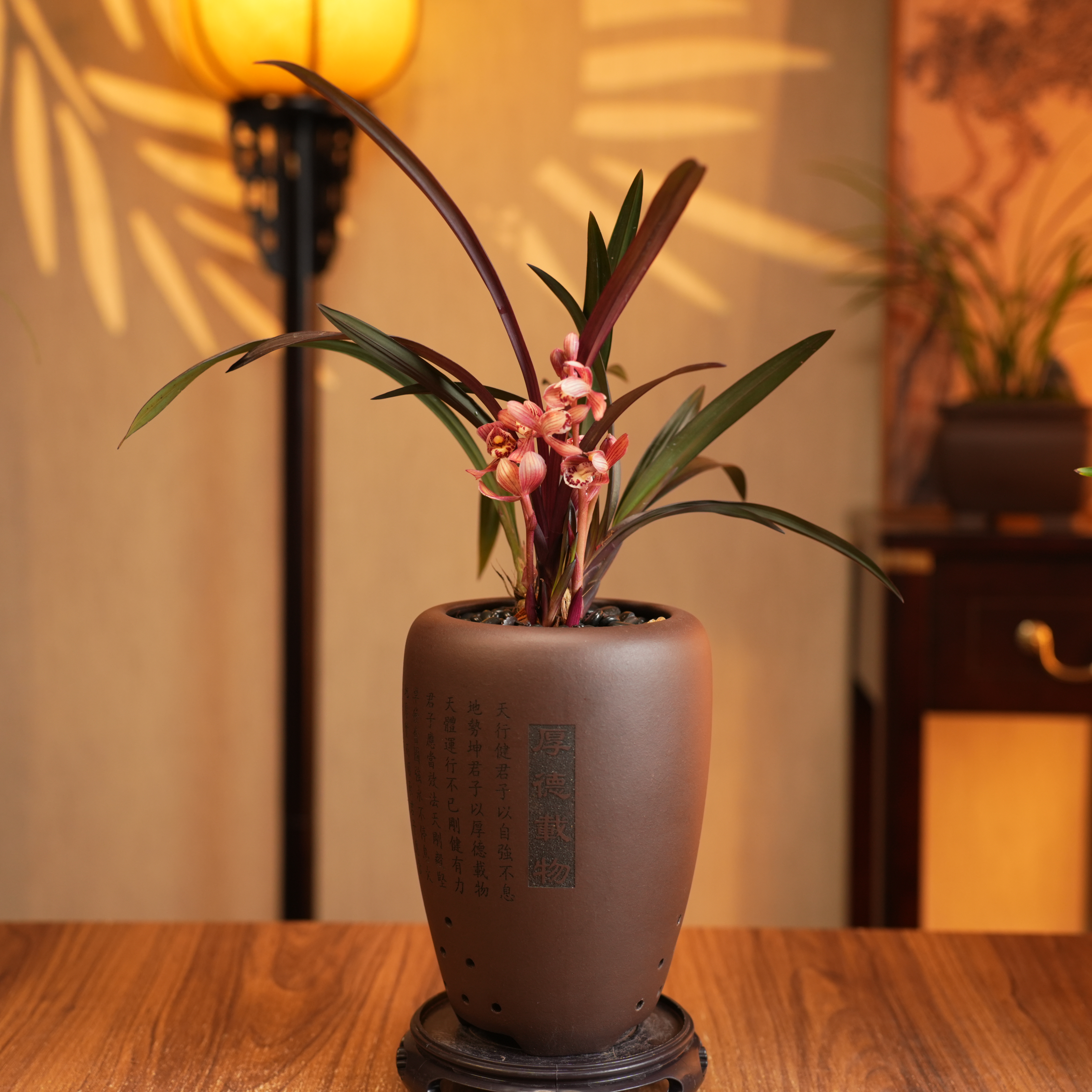 【老种红草红荷】正宗稀有名贵建兰浓香耐寒耐热办公室内客厅阳台