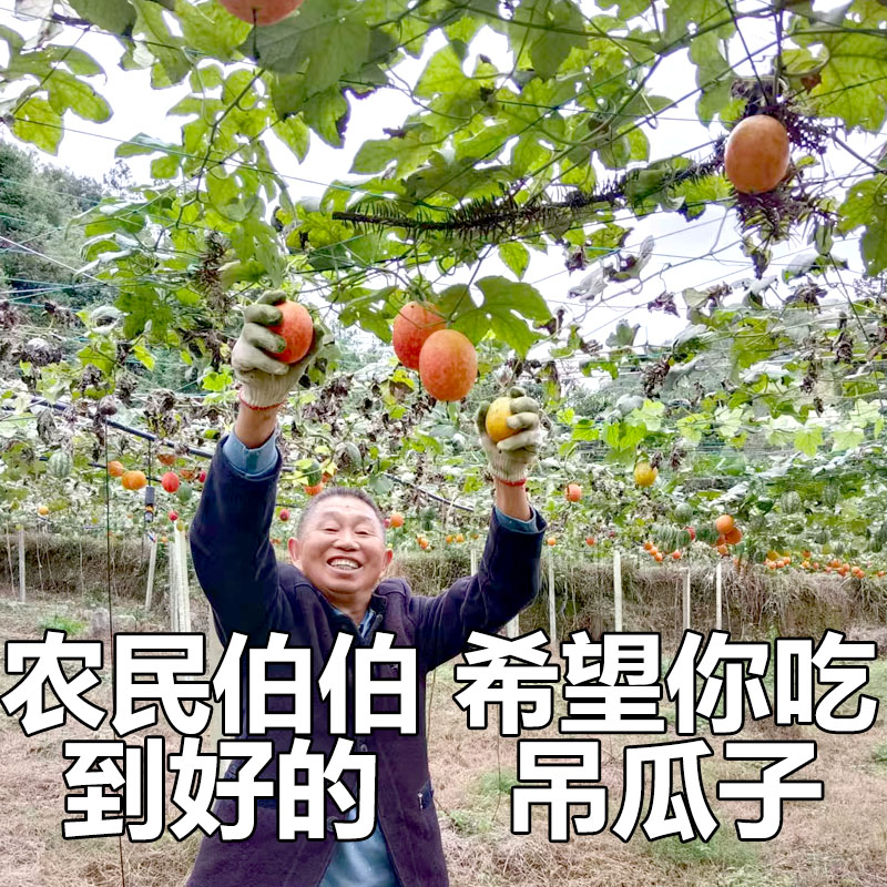 2025新货贵州高山好物吊瓜子大颗粒坚果追剧小零食美味250g/袋