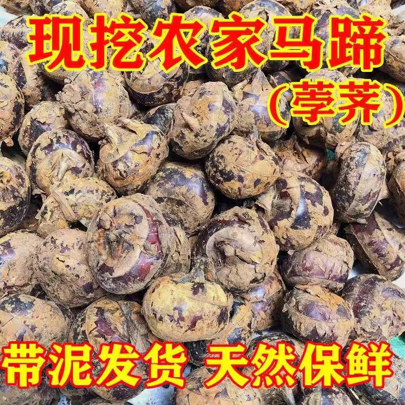 马蹄果带泥荸荠即食现挖农家马蹄荸荠带泥发货天然保鲜新鲜水果