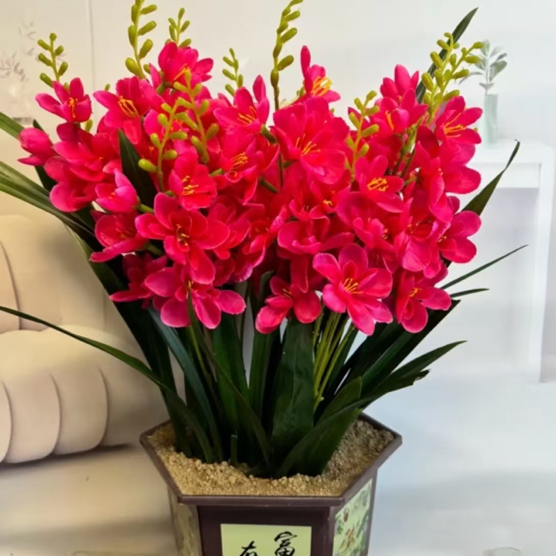 买一送一晚香玉种球重瓣浓香型多年生庭院盆栽花卉多芽点易成活