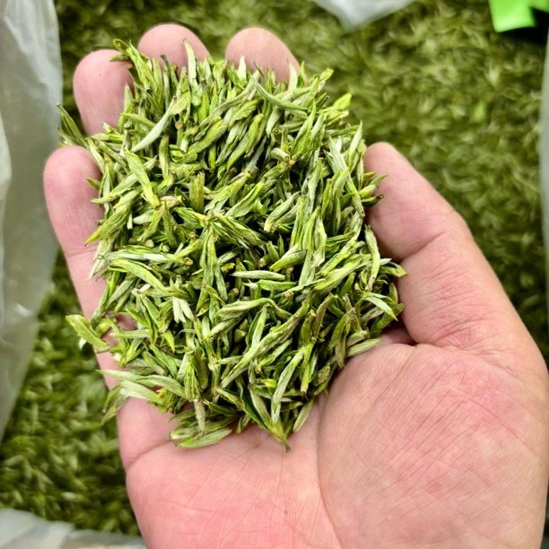 毛峰 头春头采天花板 子弹头兰花香