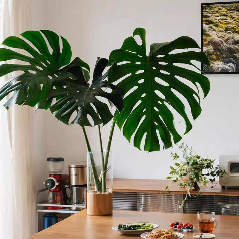 【大型3片巨叶龟背竹】0.9-1米水培绿植室内客厅四季常青净化空气