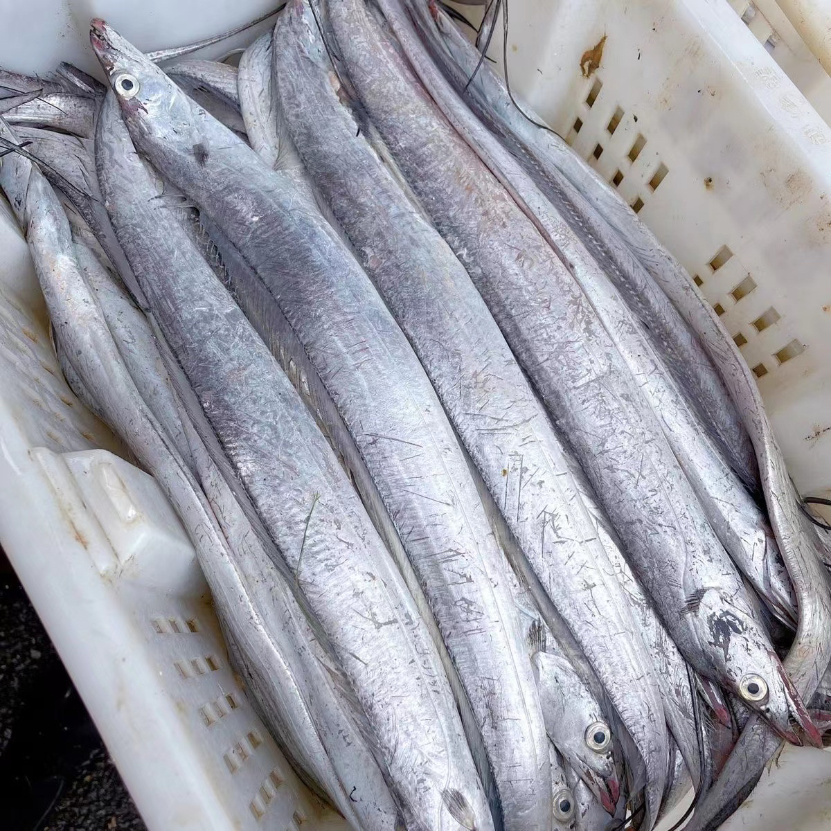 威海石岛渤海湾纯野生小眼油带鱼肉质鲜美 京东冷链