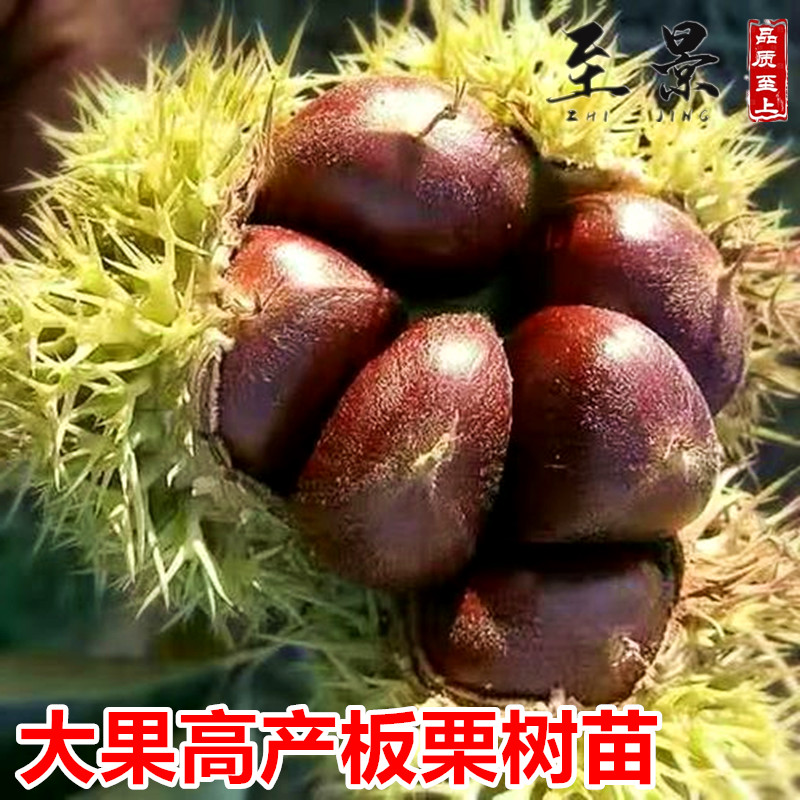 2#板栗树苗大红袍迁西板栗锥栗子庭院果树苗阳台盆栽耐寒南方北方