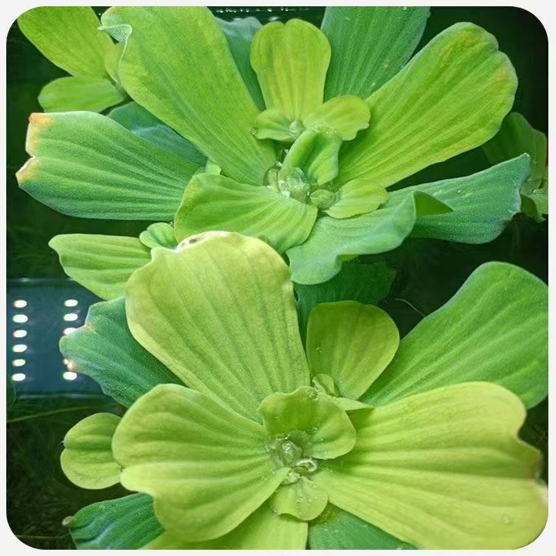 水培浮萍水草水芙蓉浮萍水生植物养鱼养龟鱼缸造景净化水质龟缸
