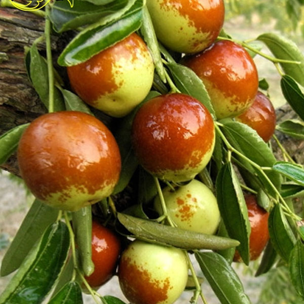 沾化冬枣苗 冰糖冬枣脆甜无渣南方北方种植庭院 枣树果树苗