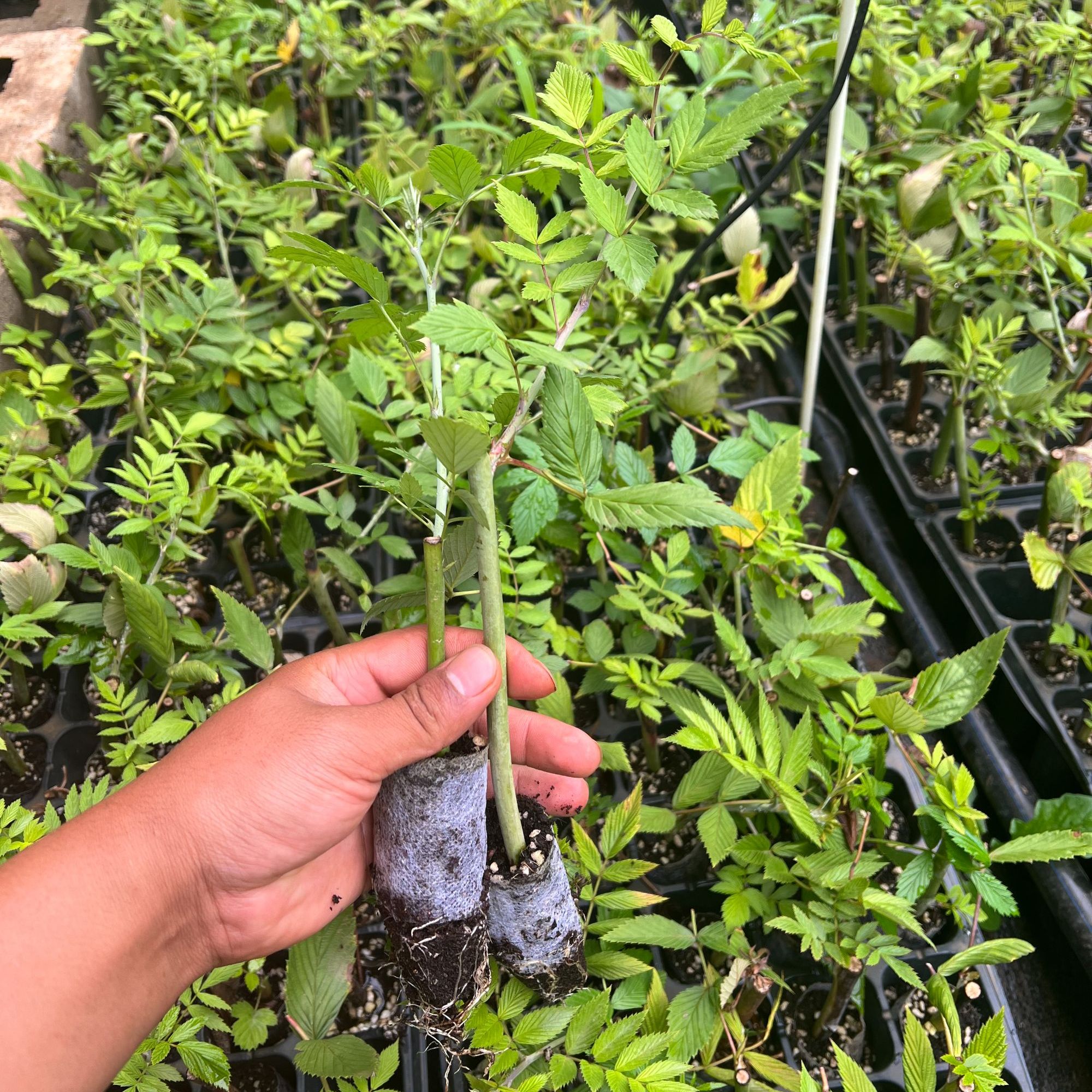 树莓果苗扦插苗【收货苗死了无售后，谨慎购买】无红色黄色树莓苗