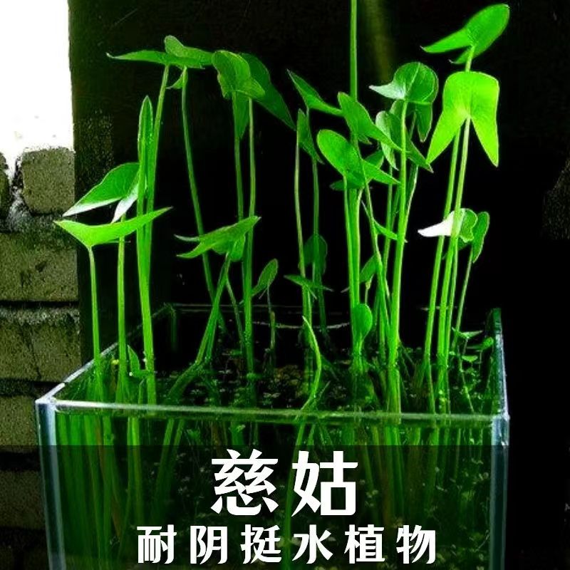 水生植物慈姑种苗茨菇种球慈菇水培茨菰阳台净化水质鱼缸造景水草