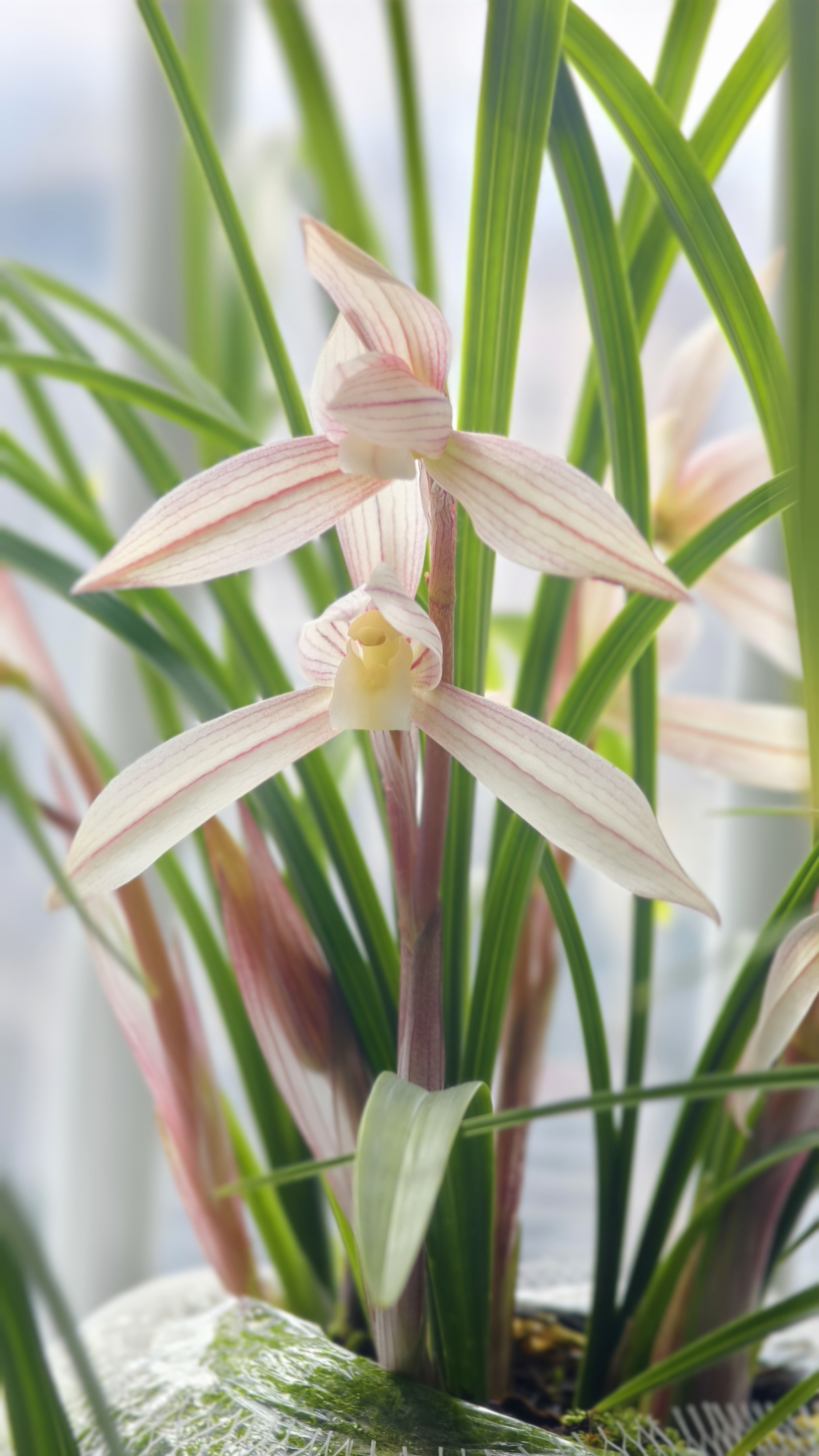 直播拍花，兰花一物一拍