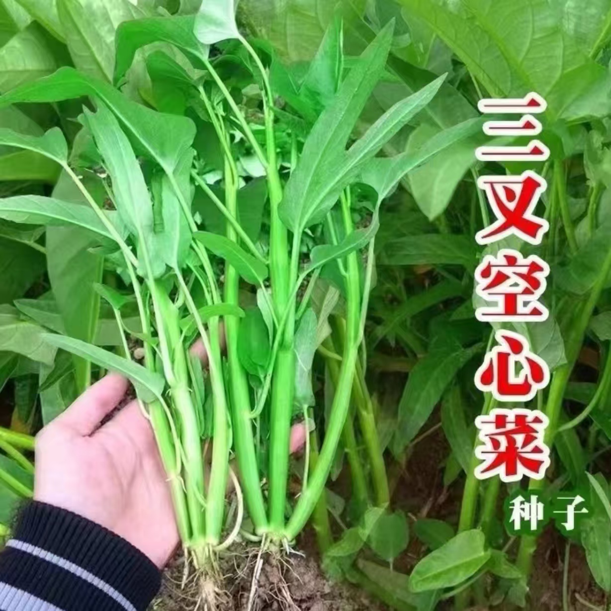 【三叉空心菜种子】家庭阳台小院四季种植盆栽地栽易种易活
