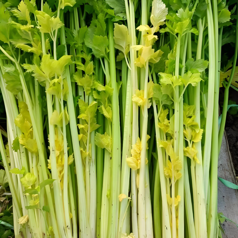 四季黄心香芹种子黄心芹小芹菜籽四季阳台小院庭院家庭种蔬菜种子