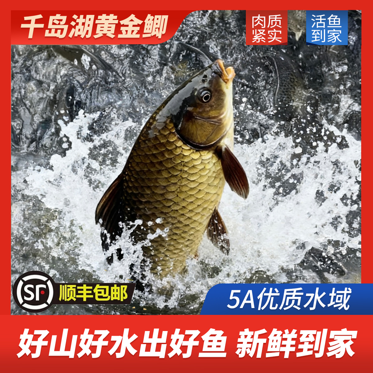 【四季发财】千岛湖生态黄金鲫鱼炖汤红烧活鱼送货上门每条8两左右