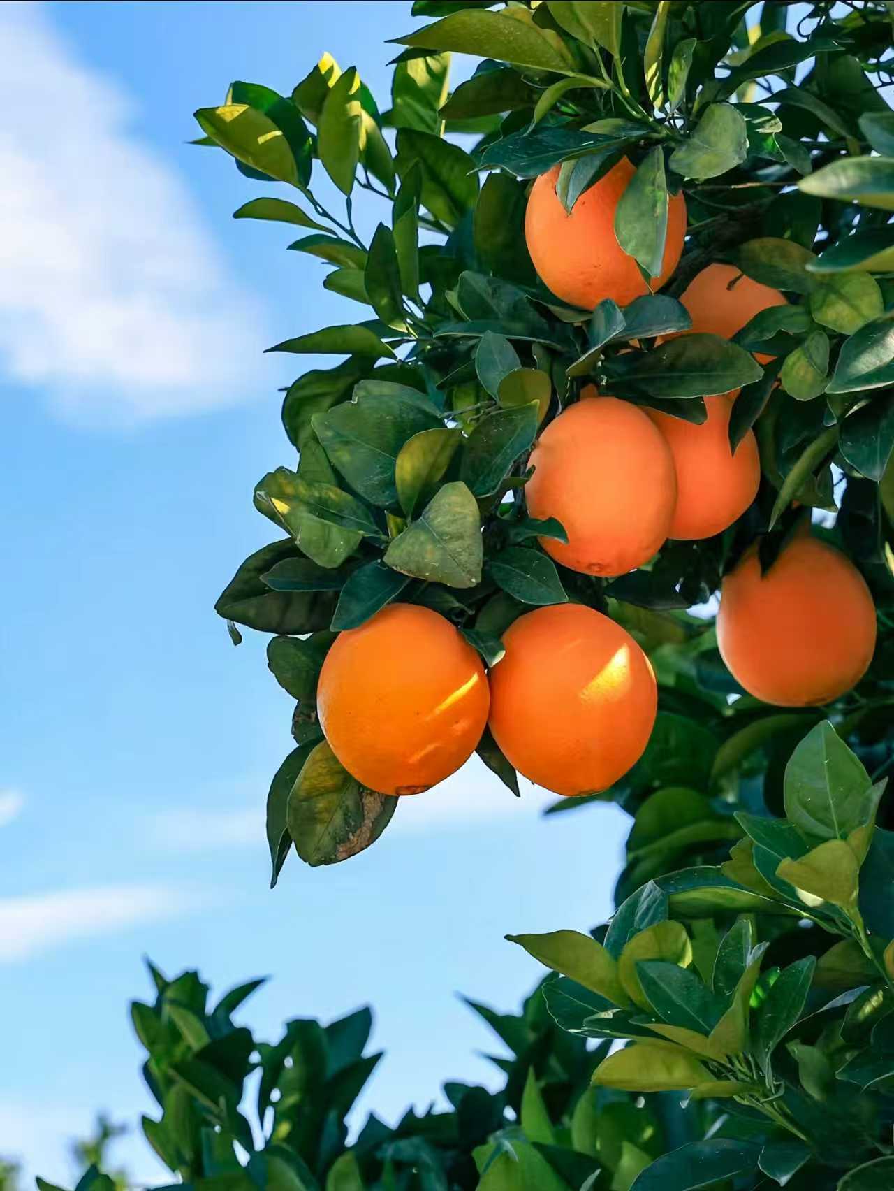 新鲜现摘赣南脐橙皮薄多汁香甜可口当季水果