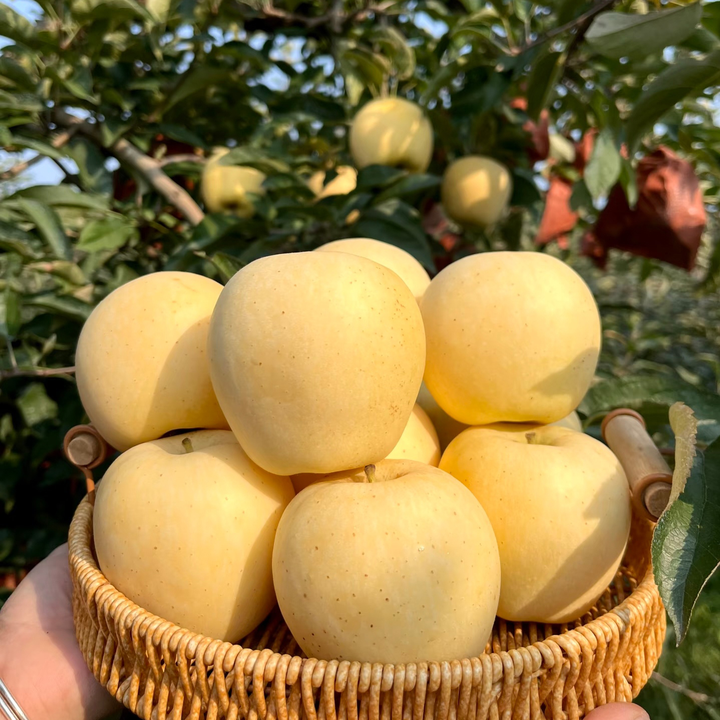 【京东/顺丰】S纯甜黄金维纳斯苹果山东烟台现摘现发