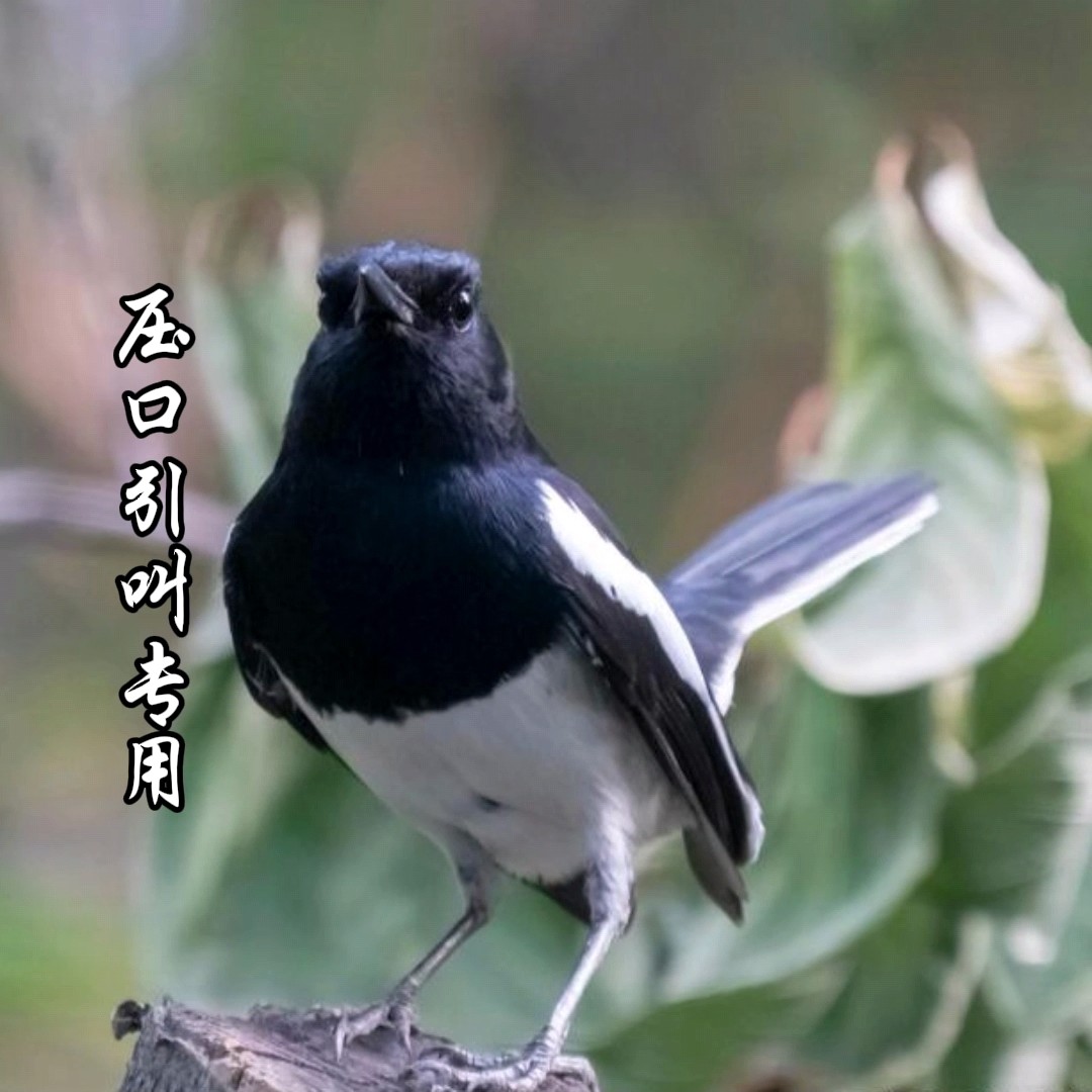 黑白四喜音频卡片认知卡