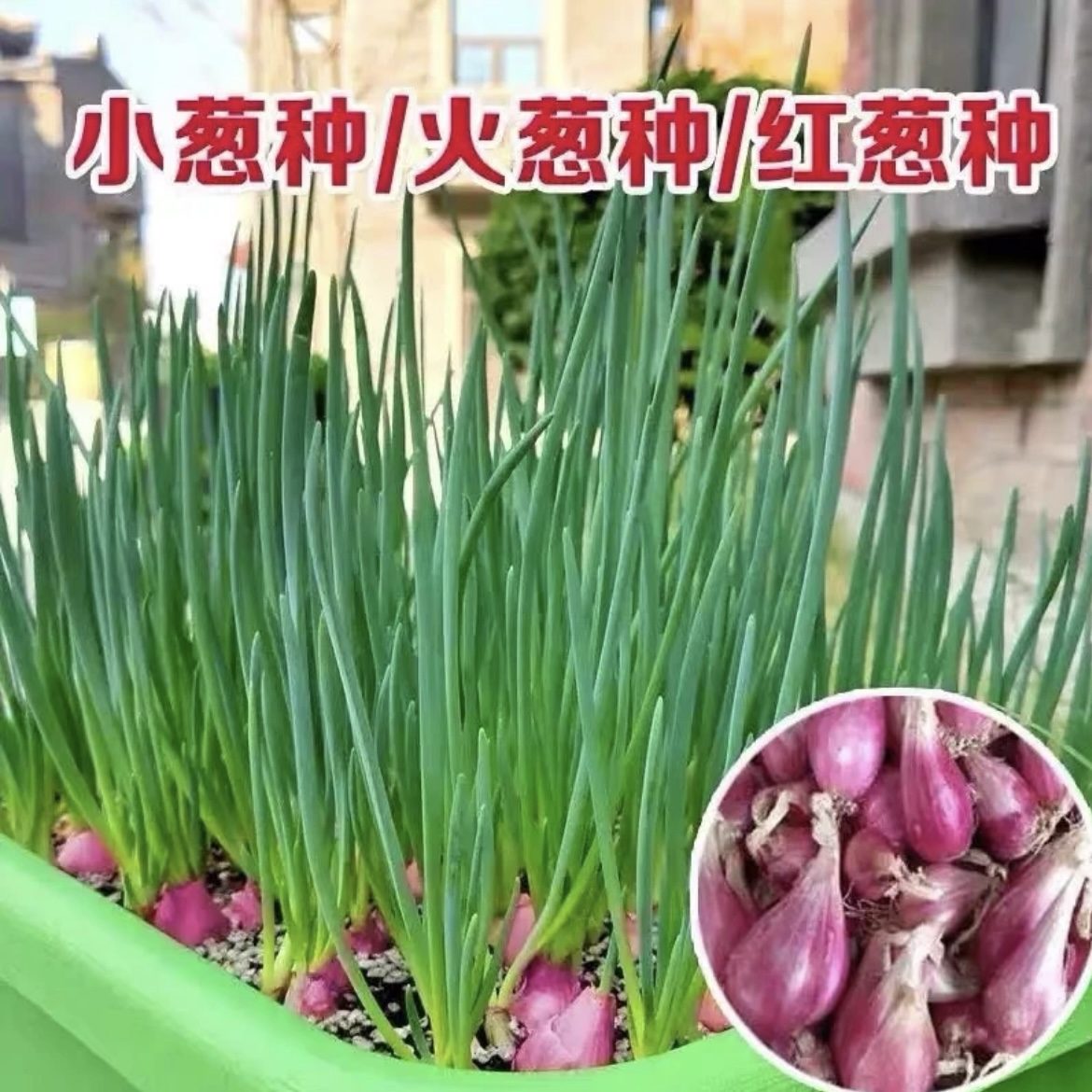 红葱头种四季葱头干新鲜葱头花盆栽红葱头种四季香葱火葱种子葱头