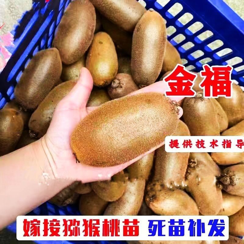 嫁接金福猕猴桃树苗绿心新品种金福美味系奇异果苗南北方种植果树