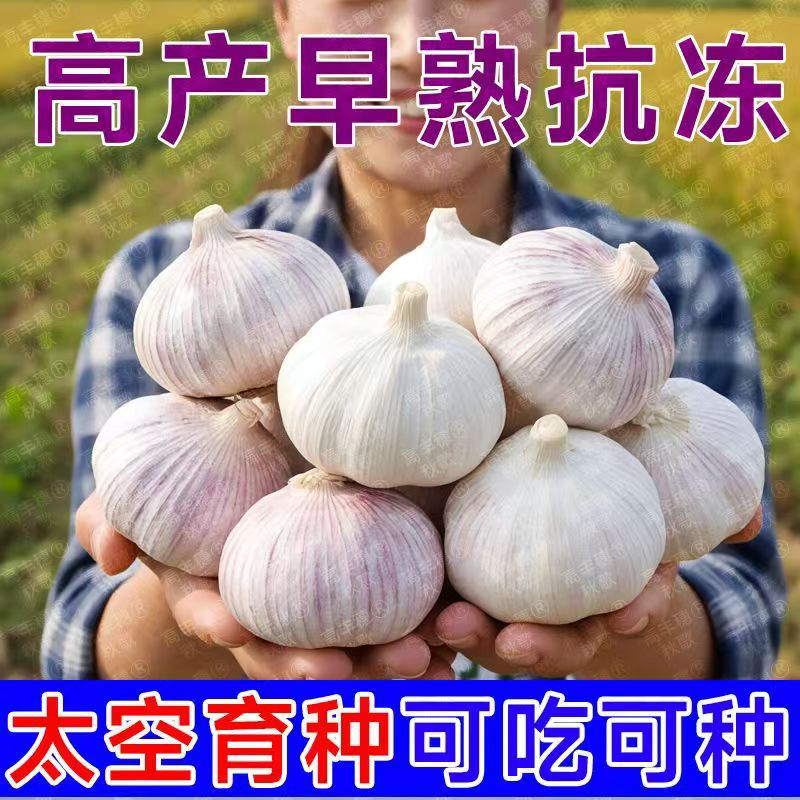 新品高产太空蒜种大蒜种子籽紫皮紫根大蒜种升级高产特大蒜种