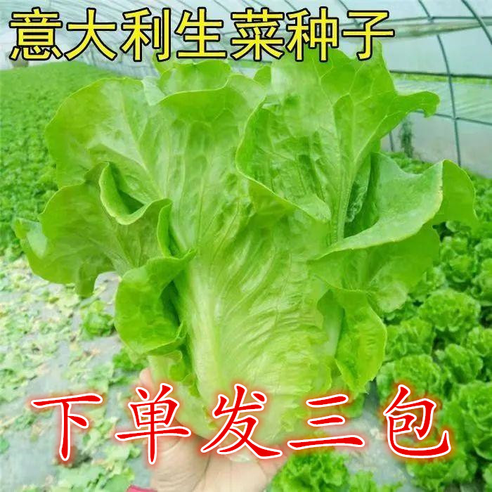 【下单发3包】速生意大利生菜种子 生吃蔬菜四季播种盆栽农家种籽