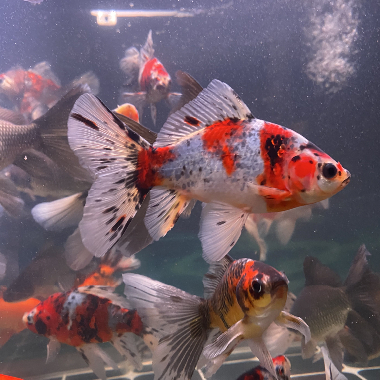 布里斯托   短尾草金