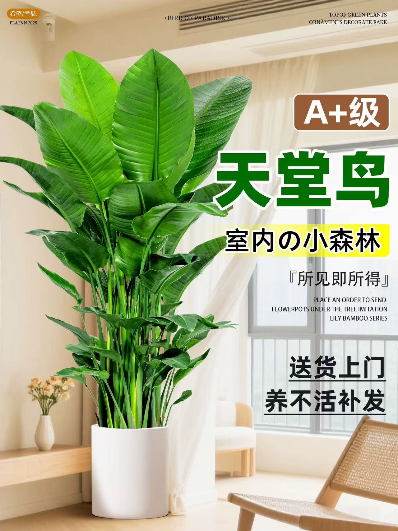 吸附甲醛绿植客厅绿植盆栽室内天堂鸟高度水培植物1.2-1.3米