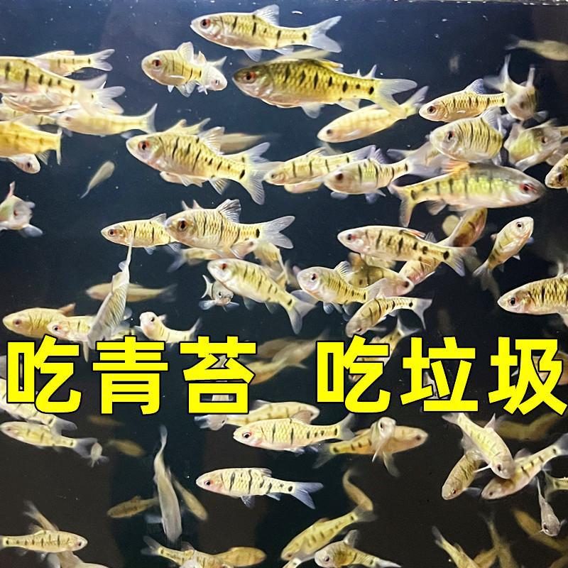 条纹小鲃鱼活体淡水小溪鱼小鱼苗群游观赏鱼好养耐活原生态冷水鱼