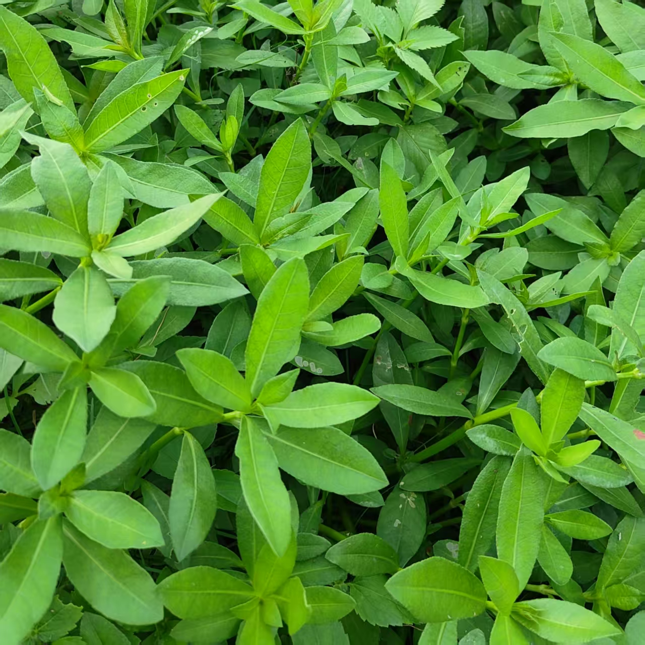 新鲜水花生秧苗水生植物养鱼虾蟹黄鳝乌龟池塘改善水质水草