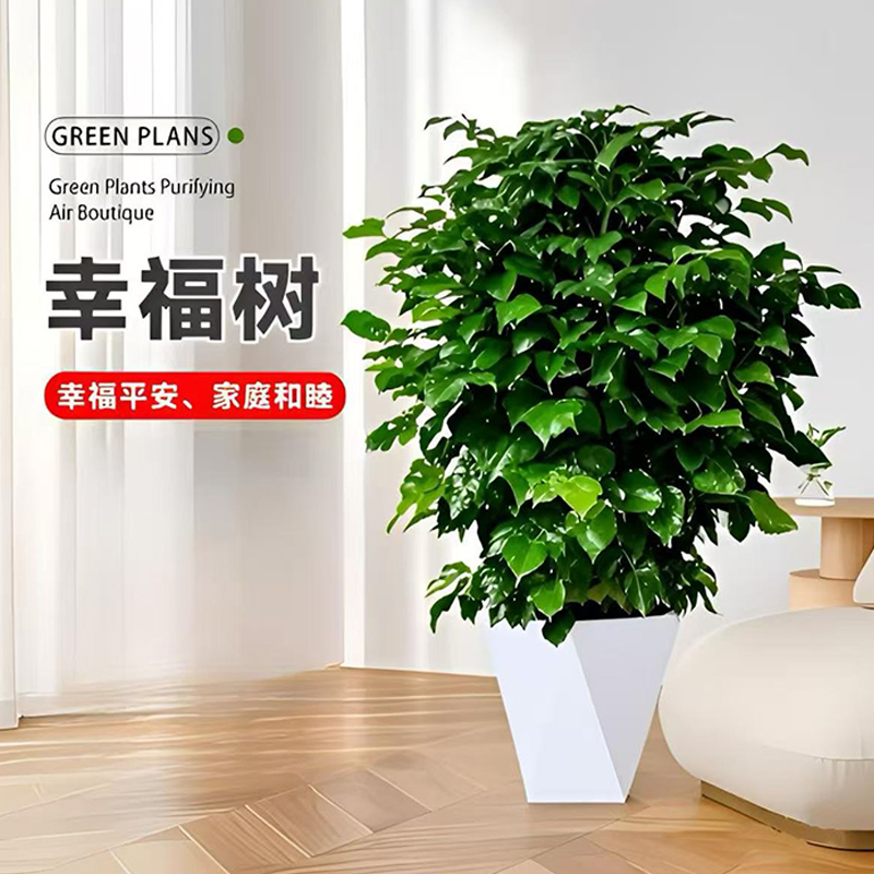 80-90cm不砍根老桩丛生幸福树室内观叶绿植四季常青