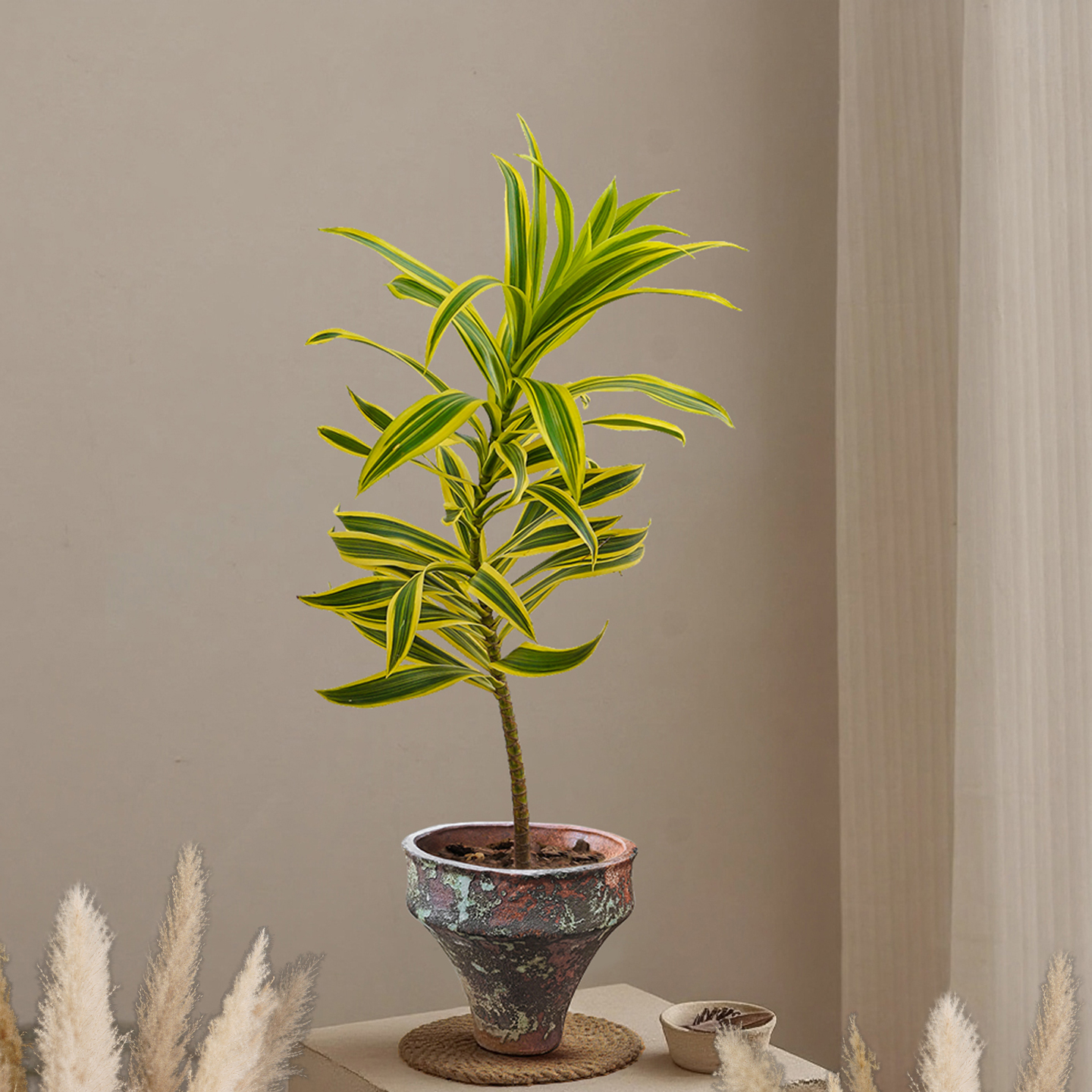 金边百合竹盆栽室内植物办公室桌面好养活花卉侘寂风盆景净化空气