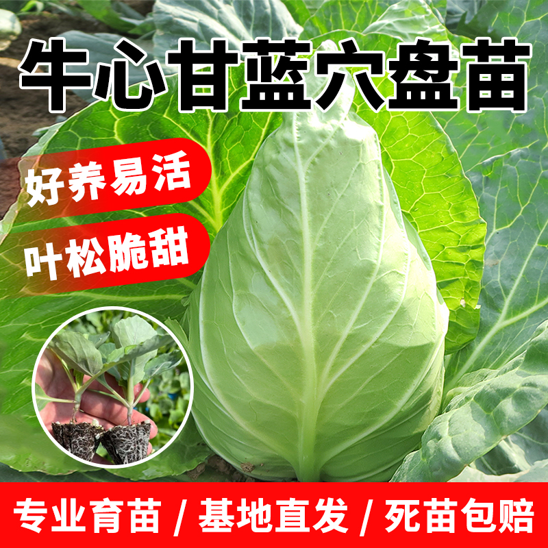 牛心甘蓝苗牛心甘蓝秧苗秋冬季耐寒蔬菜种子种苗大全阳台庭院盆栽