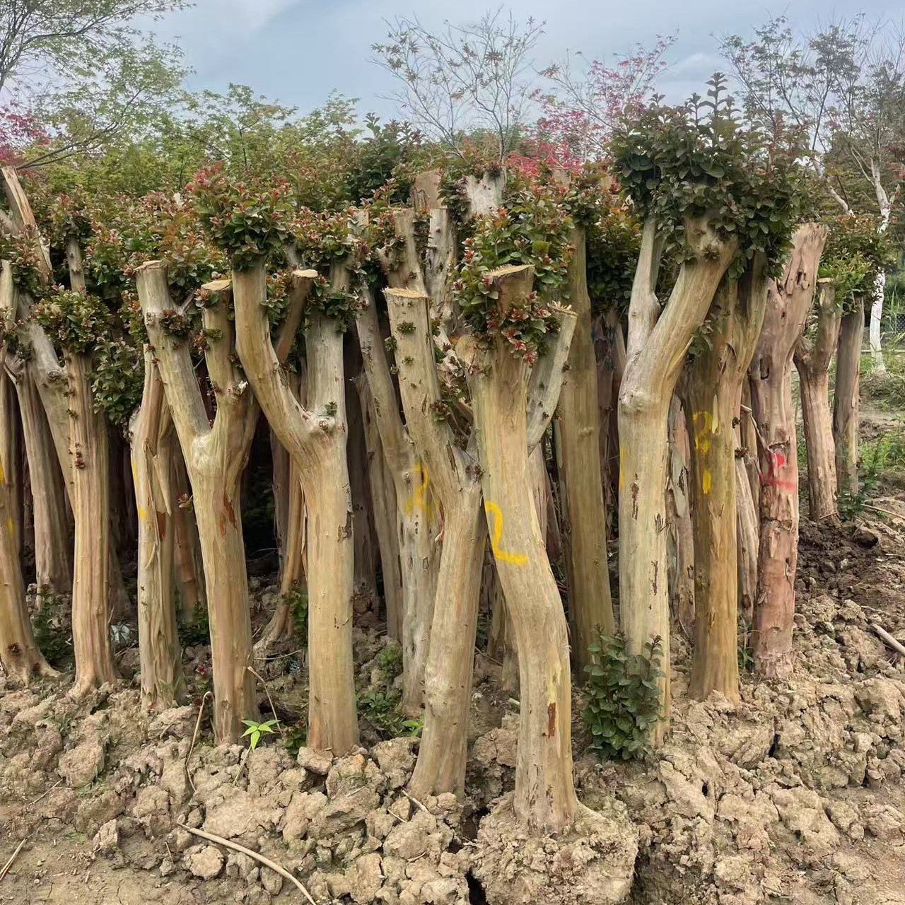 红花紫薇适合庭院别墅种植的园林绿化苗木