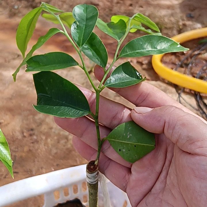 奇楠沉香紫寅3号2棵，8月9日放漏价