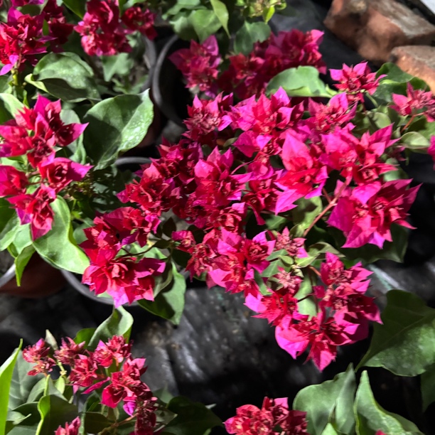 三角梅专拍链接（新疆包邮）花卉盆栽