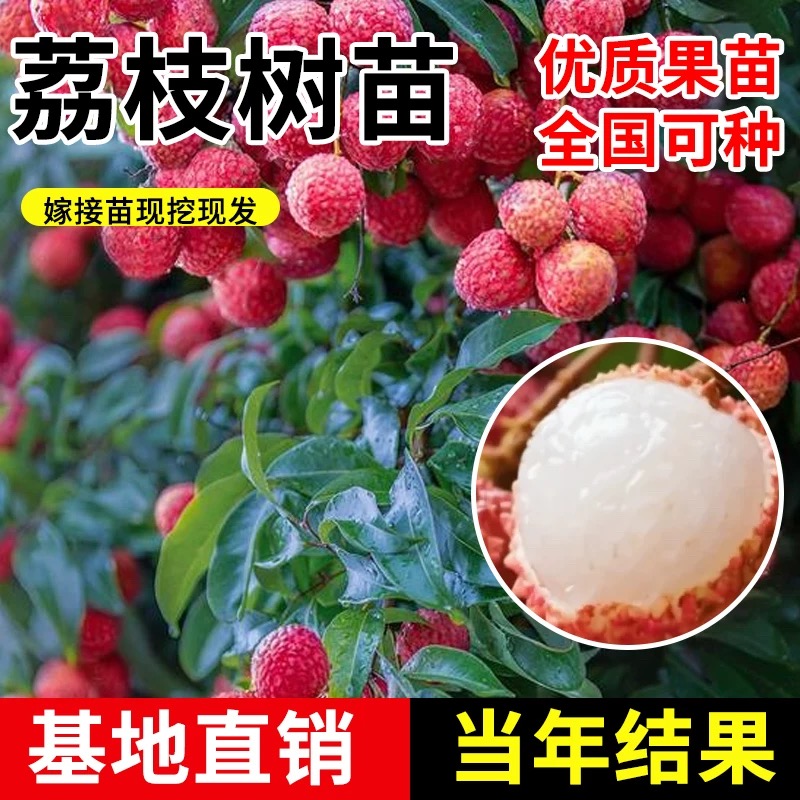 新品种 荔枝树苗 冰荔仙进奉荔枝王嫁接树苗地栽庭院种植当年结果