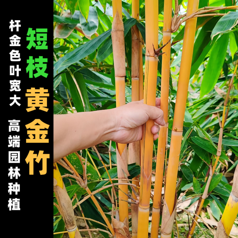 短枝黄金竹高端园林种植设计绿植盆栽基地直发竹苗