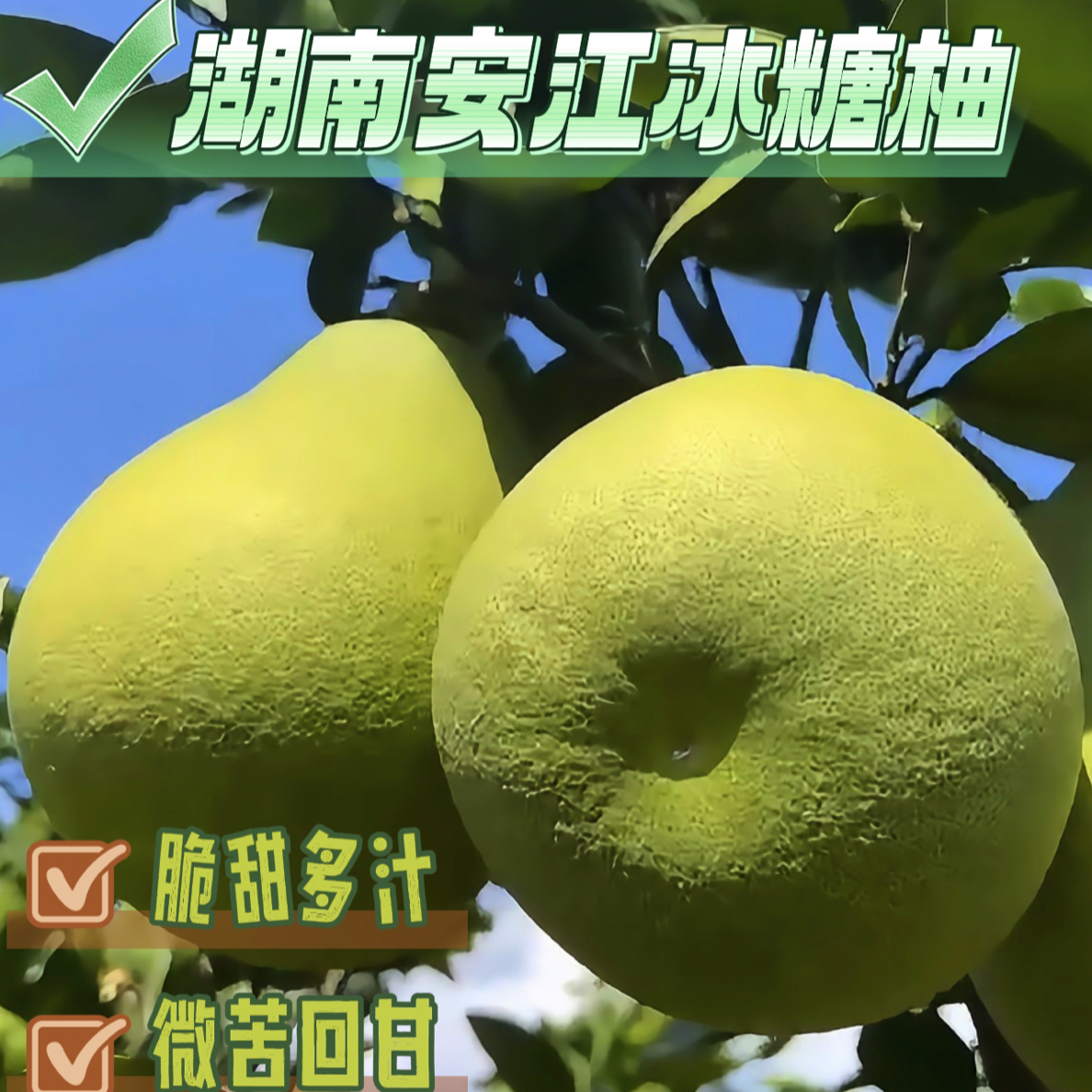 （果园直发）湖南怀化安江冰糖柚小苦柚麻麻蜜柚柚子当季新鲜水果