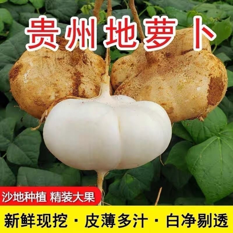 贵州高山地罗卜凉薯清甜多汁脆爽可口沙地白地瓜地萝卜蔬菜