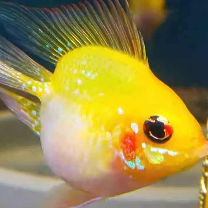 金波子宝蓝球凤凰活鱼活体小型热带鱼观赏鱼黑尾大勾黄曼龙