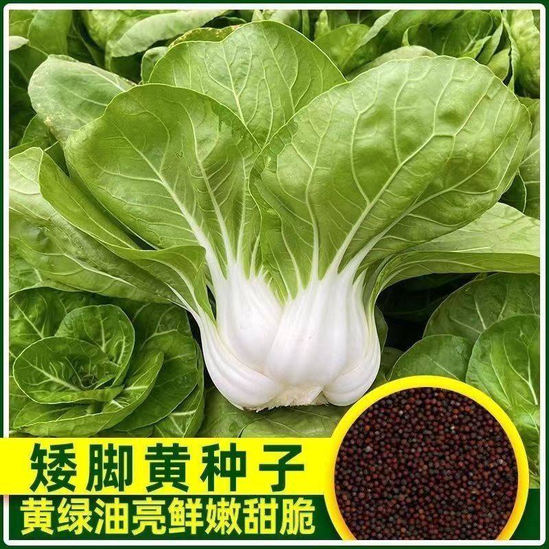 =阳台矮脚黄白菜种子新鲜种子耐寒耐热四季大田盆栽蔬菜种子