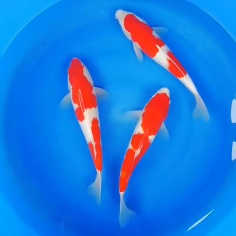 1号观赏鱼直播链接锦鲤鱼观赏鱼锦鲤观赏鱼