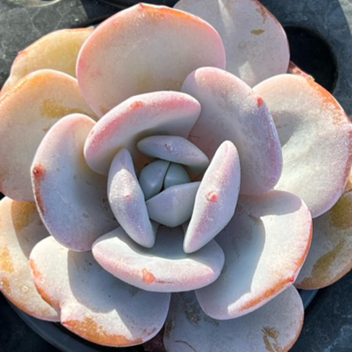 韩版奶茶多肉 9cm冠幅黛盆土一颗适合室内阳台的迷你小盆栽