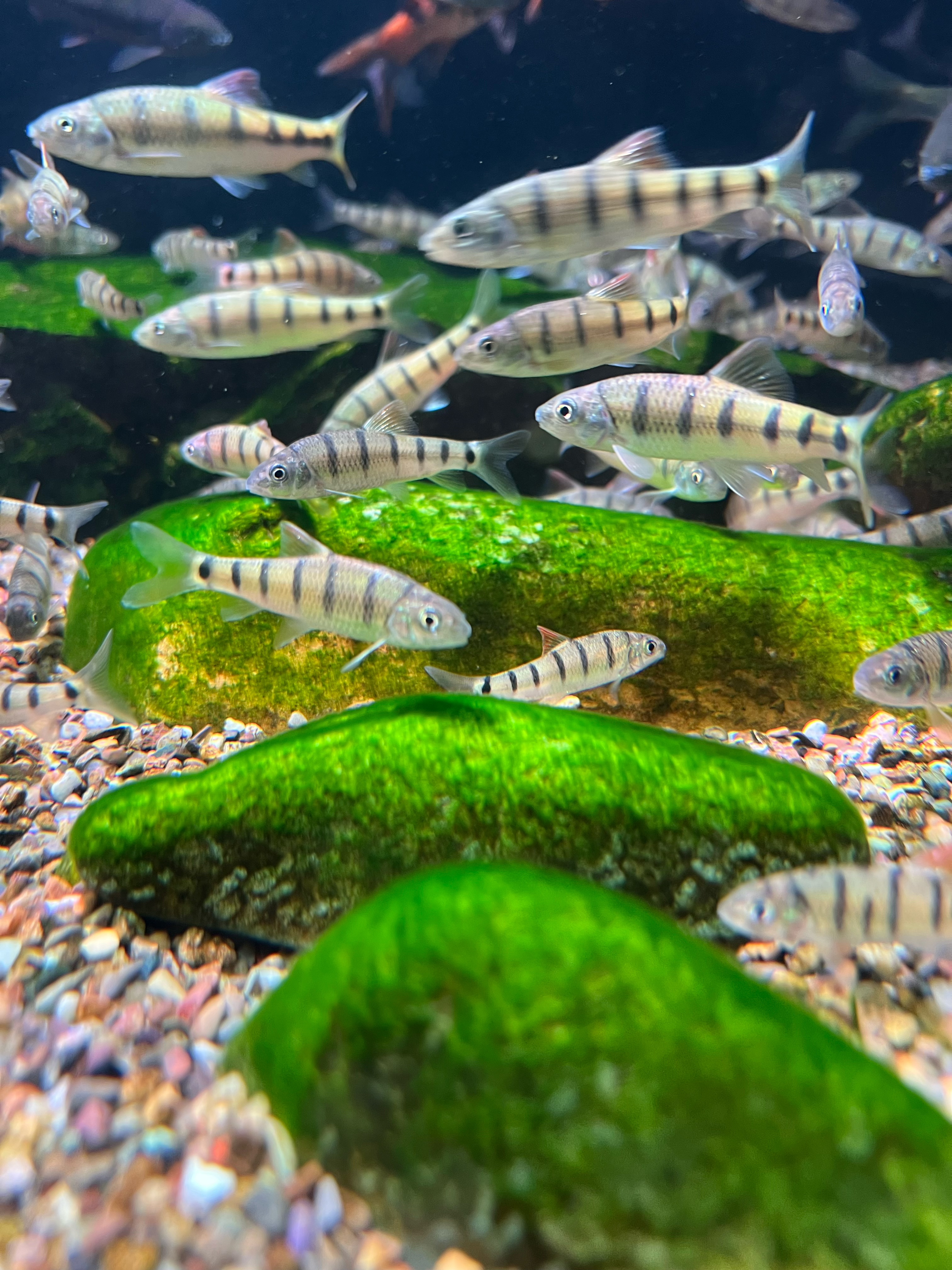 溪石斑冷水鱼光唇鱼溪石斑鱼原生鱼适合新手养可除藻