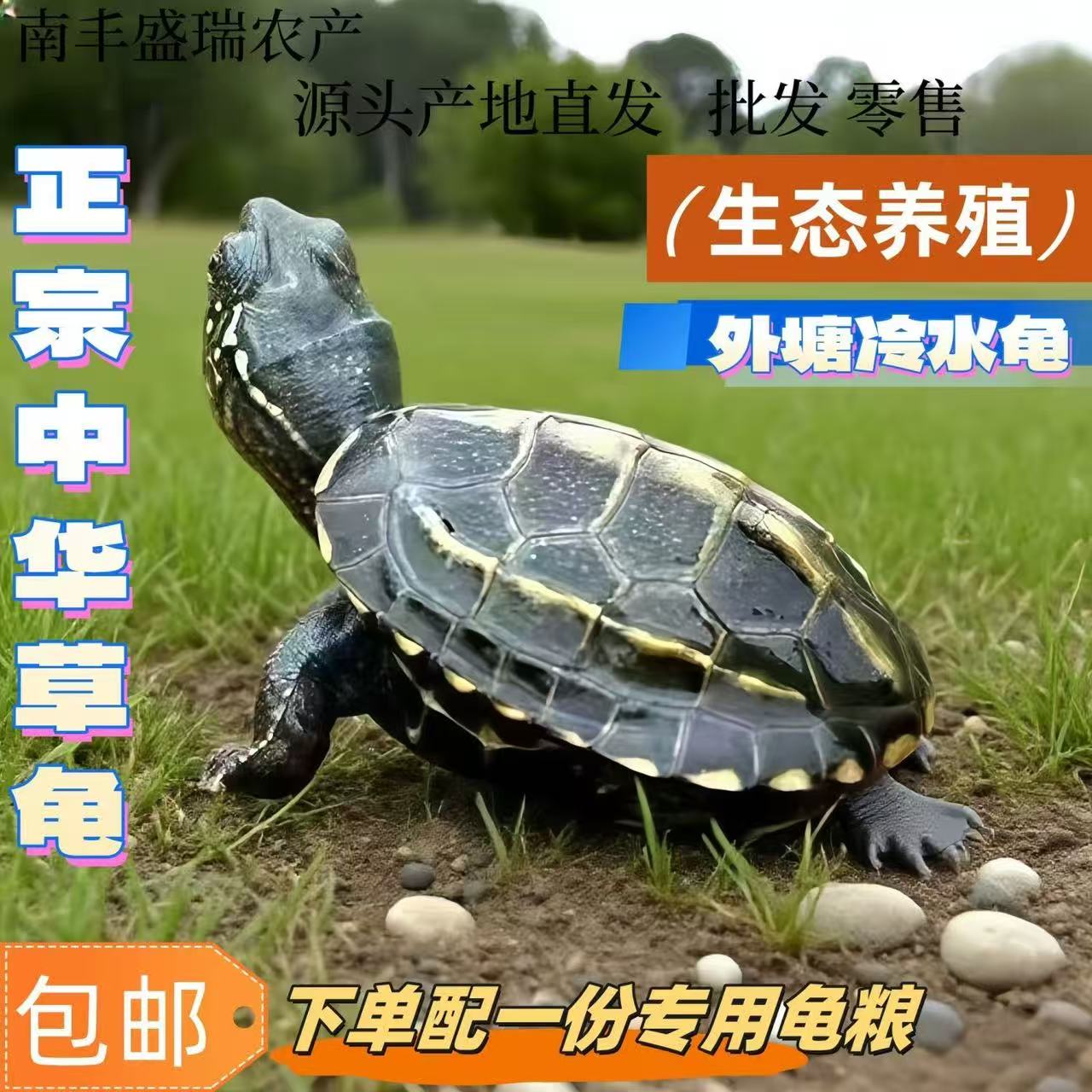 【5-6厘米】中华草龟金线龟观赏龟宠物龟长寿龟外塘冷水生态养殖龟