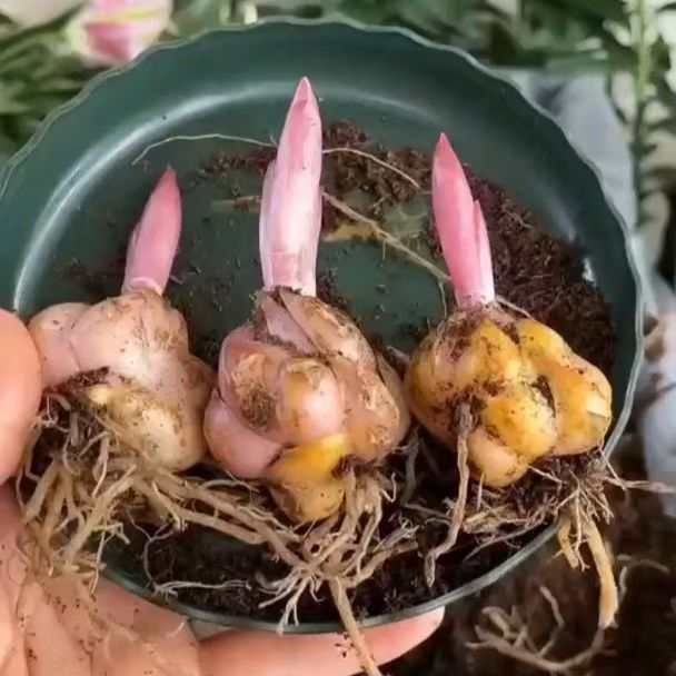 带芽香水百合花种球四季开花浓香型庭院阳台耐寒绿植盆栽