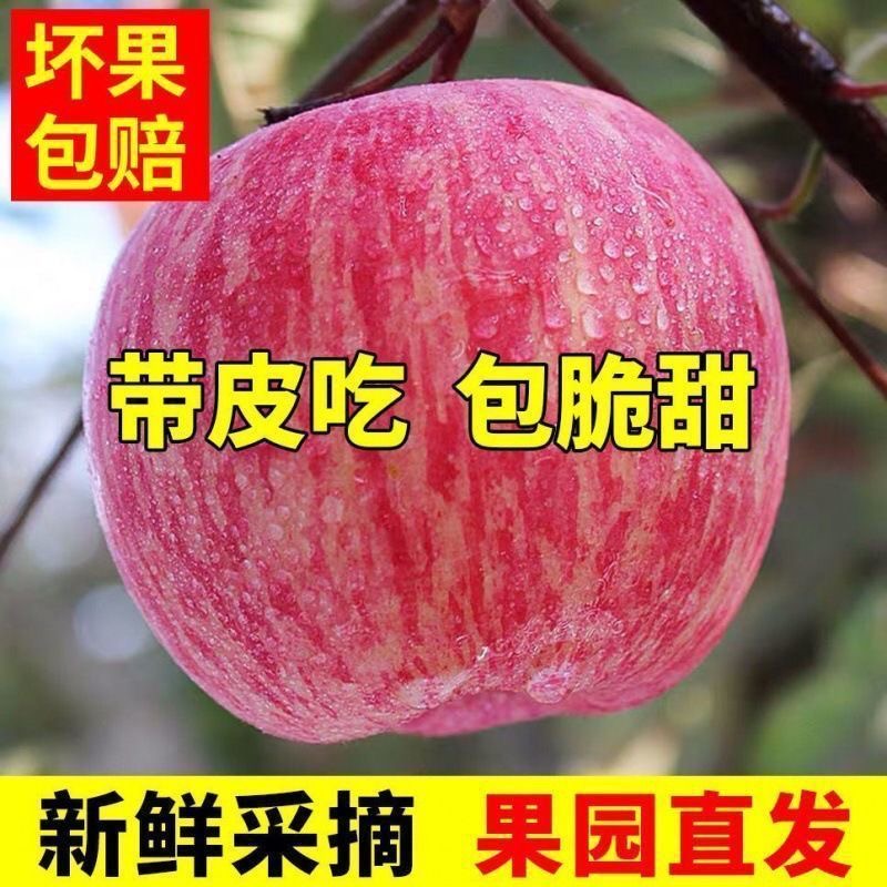 [超脆甜]陕西冰糖心当季新鲜苹果现摘现发T