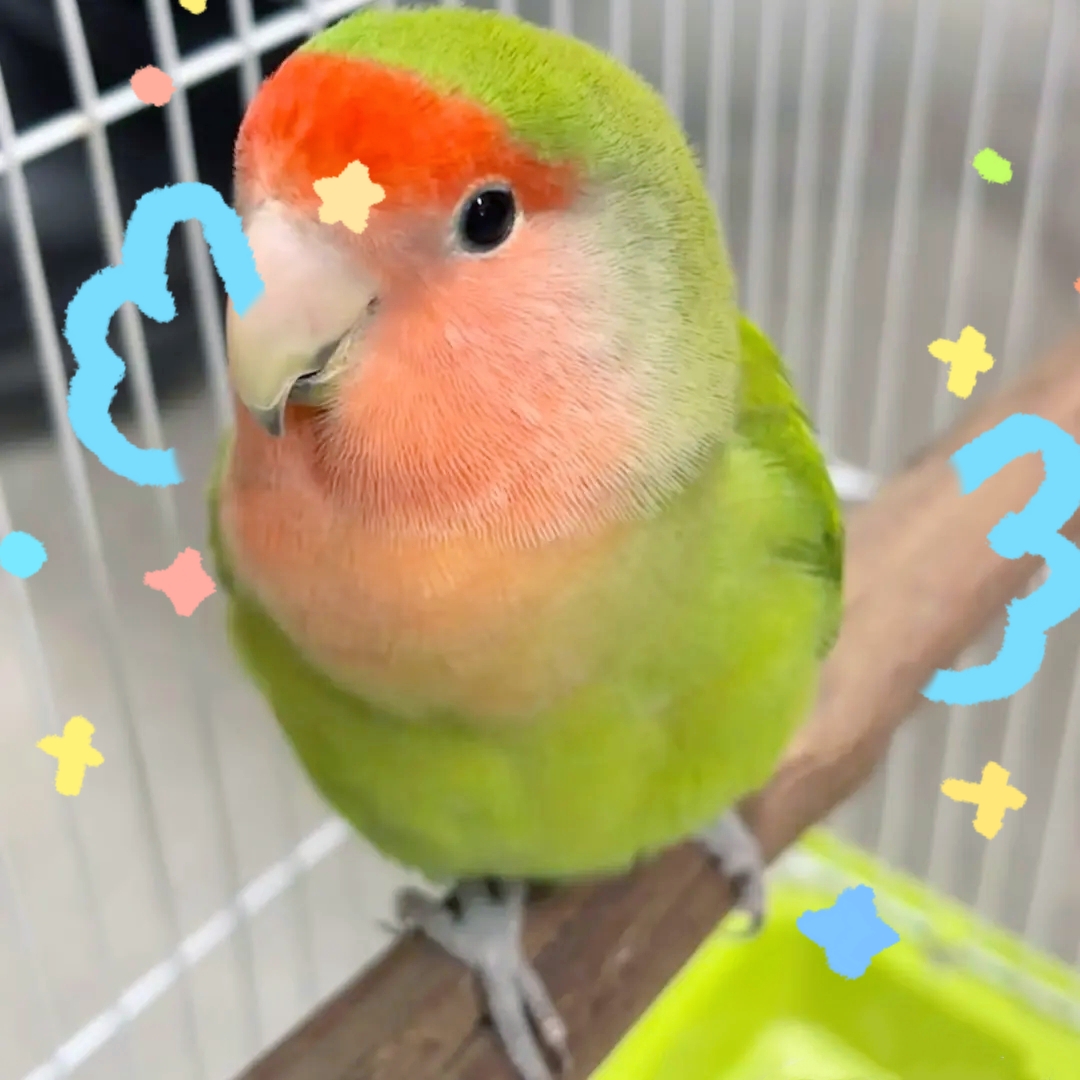 黄桃绿桃桃脸面类牡丹鹦鹉活体宠物鸟易亲人适合家养观赏