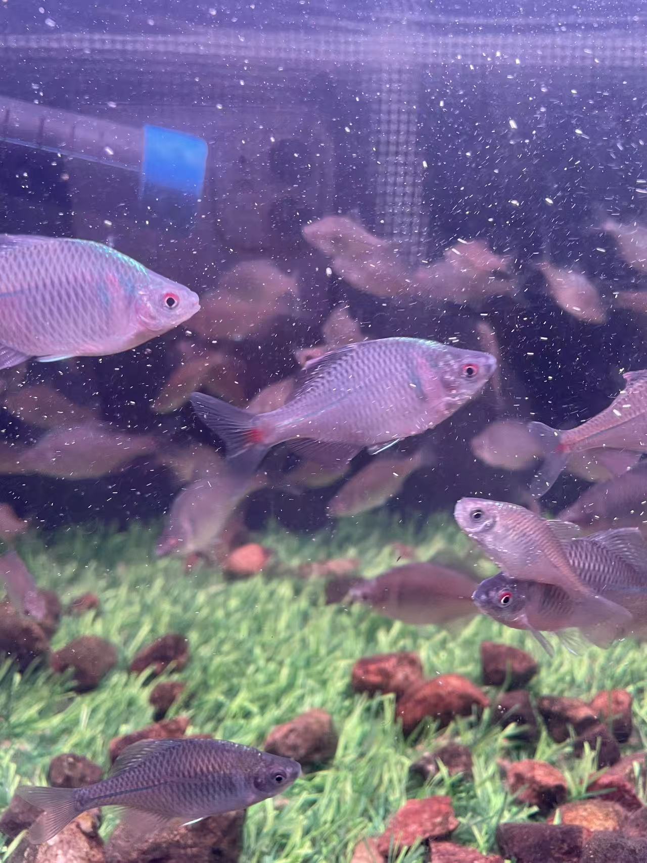 七彩鰟鮍冷水原生观赏鱼适合新手好养原生鱼群游