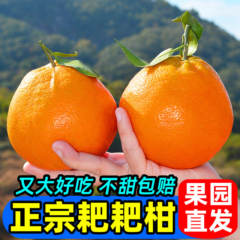 【春见耙耙柑】正宗四川眉山粑粑柑当季新鲜水果孕妇批发丑甜橘子